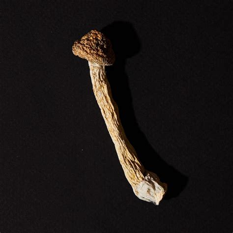 Find out How to Take Shrooms Safely. Amazonian: The Amazonian strain of psilocybin mushrooms is native to the Amazon rainforest and is known for its potency and intense visual effects. It is said to provide users with a strong sense of connection to nature and an increased appreciation for the natural world. ... The Albino Penis Envy strain is ...