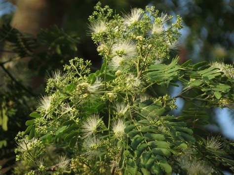 Albizia odoratissima (L.f.)Benth. Species - India Biodiversity Portal