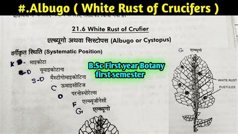 Albugo part-1 White Rust of Crucifers Albugo Structure and ...