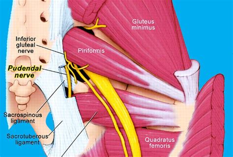 Alcock canal syndrome: Cause, Symptoms, Treatment, Exercise