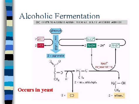 Alcoholic Fermentation Generalities U of California