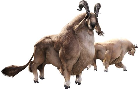 They have thick, woolly coats and sharp horns, though the horns of the males are markedly larger than those of the females. These horns are highly sought after for their potency in various magical endeavors. The aldgoat also has a protective ring of tough flesh around its neck, which serves to defend against the bites of predators. . 