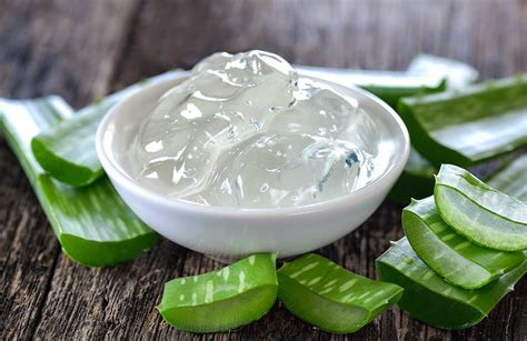 Aleo Vera Bitkisi Kozvit.