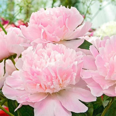 Alertie Peony Shop Peonies Breck