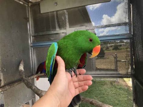 Alexandrine parrots 2 x including cage Birds Gumtree Australia ...