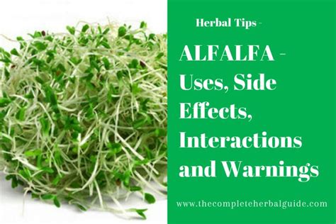 Alfalfa: Generic, Uses, Side Effects, Dosages, Interactions