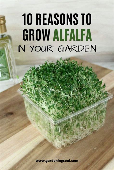 Alfalfa Growth