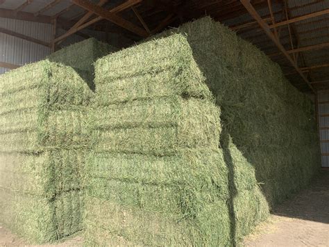 Organic pure 100% alfalfa hay-for-sale, we have about 1010 tons available and can be delivered and pick-up. For more details […] Learn More. Large Square 3x4. FERTILIZED 179 RFV $ 185.00. per Point/Ton. 1010 Point/Tons Available. Alfalfa Hay. Wellington, Texas. alfalfa hay for sale. We have horse quality and cow hay. Good quality hay. ….
