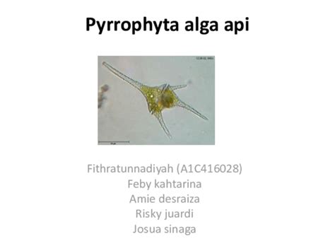 Alga Pyrrophyta docx