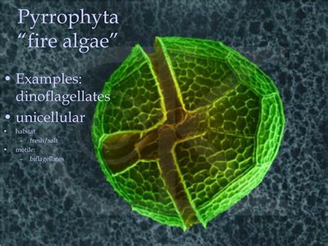 Alga Pyrrophyta docx