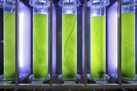 Algae Cultures to Biofuels 1