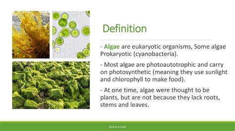 Algae Introduction