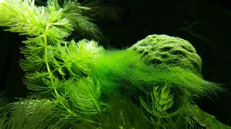Algae in Aquariums and How to Control It
