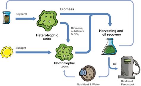 Algal Biorefinery An Integrated Approach for Sustainable Biodiesel Production