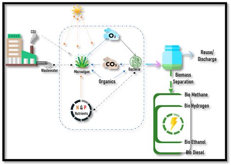 Algal Biorefinery An Integrated Approach for Sustainable Biodiesel Production
