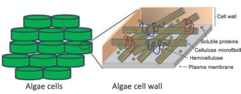 Algal Cell Walls CSIR NET Life Sciences