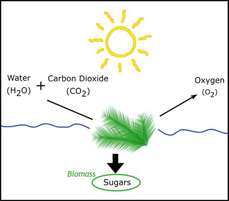 Algal Photosynthetic Dynamics