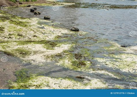 Algas Lagos Salinos