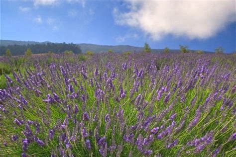 Ali i kula lavender. March 1, 2024 · 1 min read. Embark on a one-day journey to the tranquil uplands of Kula, where the essence of nature's beauty is captured in every corner. Begin your day with a sensory delight at the Ali'i Kula Lavender farm, spending an hour amidst the fragrant purple blooms and panoramic views. Next, immerse yourself in the verdant oasis of ... 