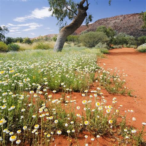 Alice Springs travel - Lonely Planet Northern …