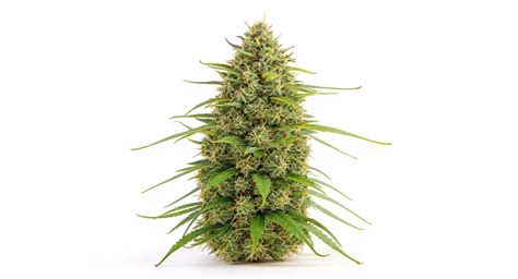 Alien genetics strains.  Blue Alien is a hybrid strain with 20% THC.  Top breeder's strai...