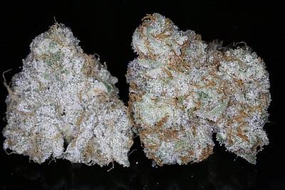 Alien labs wedding cake. .  Despite this mercenary logic, the first outing in the Alien movi...