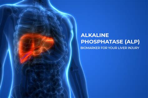 Alkaline Phosphatase Beyond the Liver