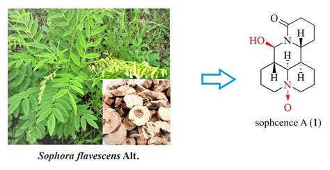 Alkaloids from Sophora flavescens Aition