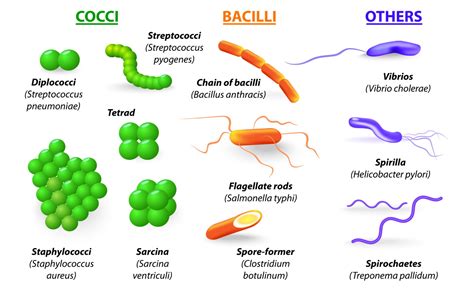 All About Bacteria