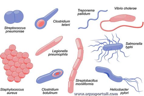 All About Bacteria