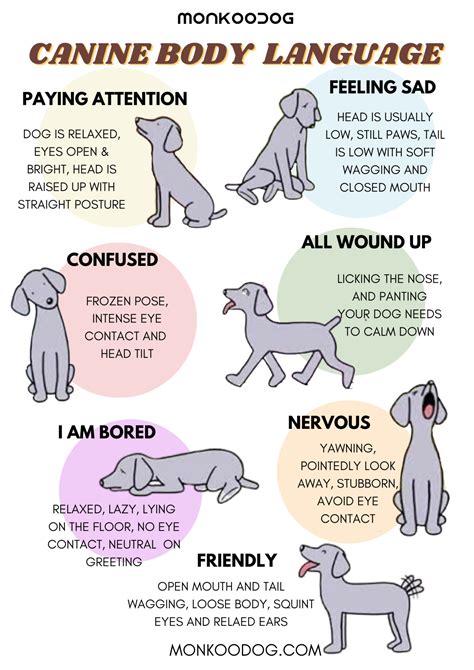 All About Dog Body Language and How to Read Dog Body …