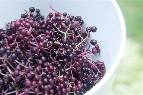 All About Elderberries, aka Sambucus species