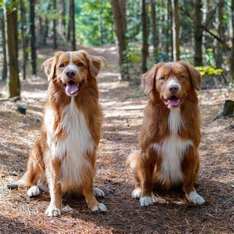 All About Nova Scotia Duck Tolling Retrievers - WebMD