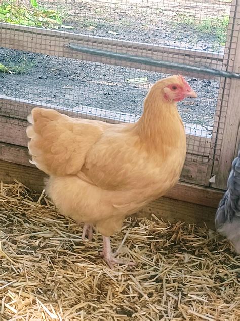 All About Orpington Chickens - Backyard Poultry