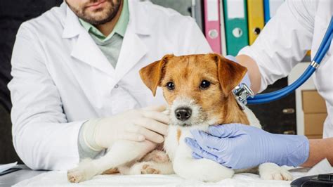 All About Spay And Neuter In Adult Dogs BeChewy