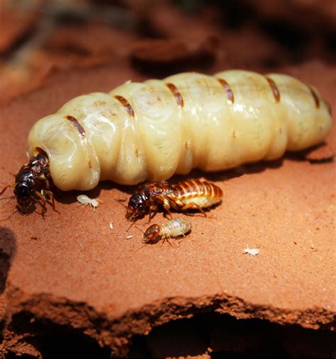 All About Termites - reddit