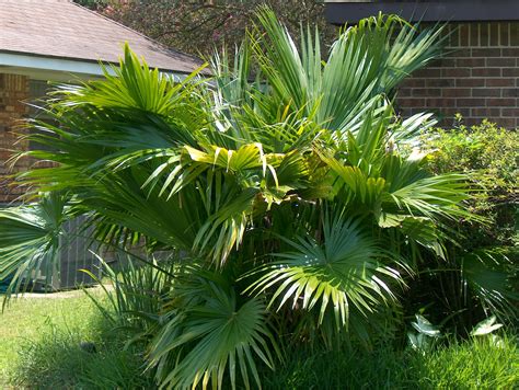 All About The Livistona Chinensis (Chinese Fan Palm) - Zone Hardy …