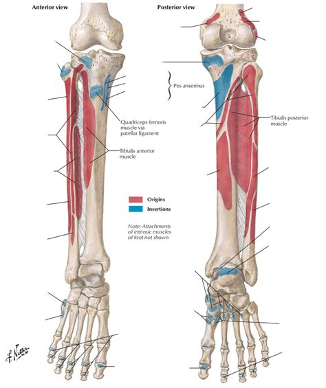 All Attachments and Insertions of Muscles of Lower Limb