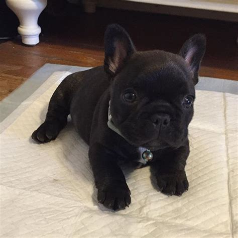 All Black French Bulldog Puppies For Sale