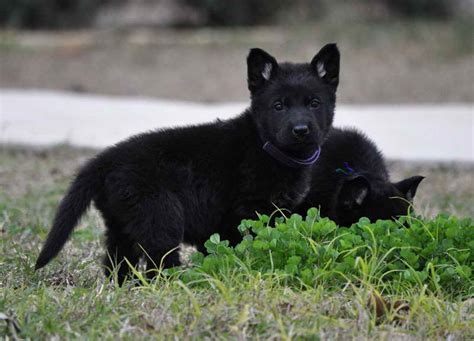 All Black German Shepherd Puppies For Sale In Texas
