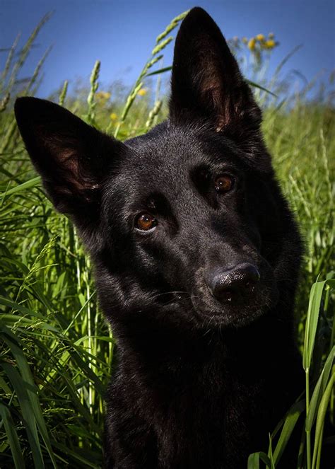 All Black Puppy German Shepherd