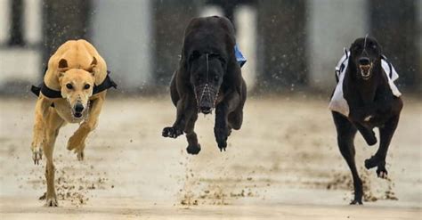 All Eyes On Ballymac Beanie In Irish Oaks Second Round