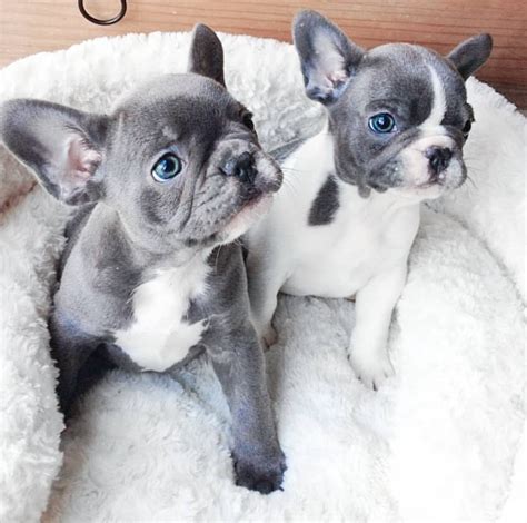 All Grey French Bulldog Puppies