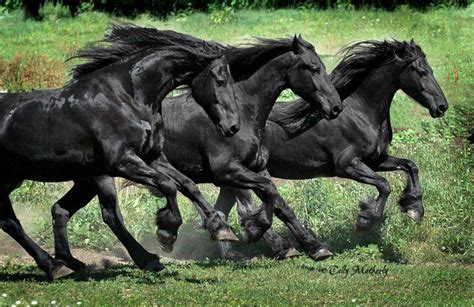 All Horse Together