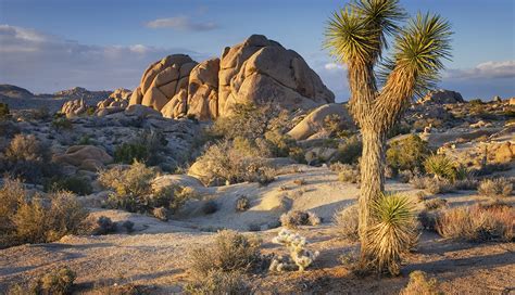 All Inclusive Guide to Joshua Tree National Park