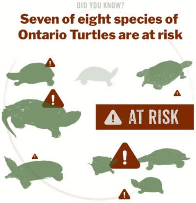 All Ontario Turtles Now at Risk - Ontario Nature