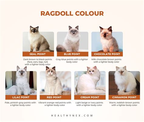 All Ragdoll Cat Colors and Patterns Types of Ragdoll Cats Ragdoll