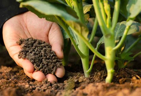 All Types of Fertilizer for Your Organically-Grown Garden