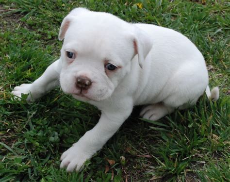 All White American Bulldog Puppies