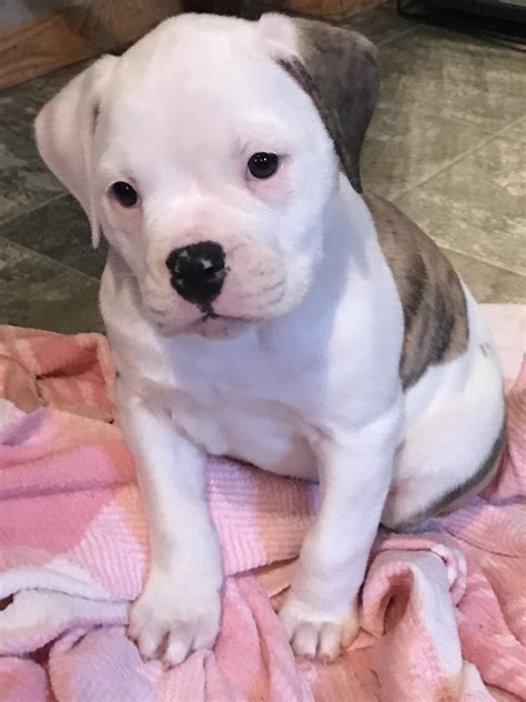 All White American Bulldog Puppies For Sale